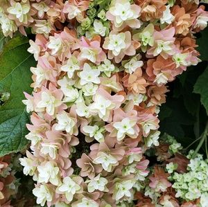 Meet your Posher, Meg